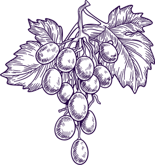 grapesset-vineyard-collection-wine-grapes-leaves-vector-753270