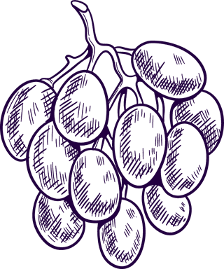 grapesset-vineyard-collection-wine-grapes-leaves-vector-966091