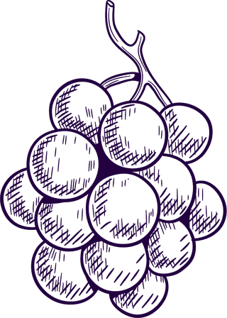 grapesset-vineyard-collection-wine-grapes-leaves-vector-993864