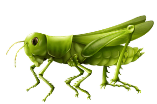 grasshopperdifferent-types-of-insects-illustration-66239