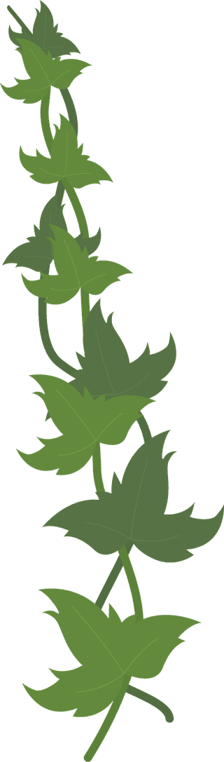 greenand-purple-poison-ivy-leaf-vine-collection-with-flat-vector-style-illustration-76421