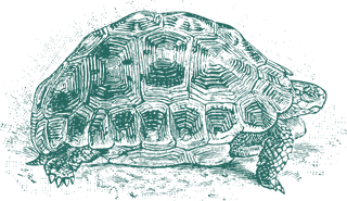 greenturtle-old-style-drawing-turtles-65069