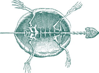 greenturtle-old-style-drawing-turtles-556015