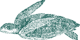 greenturtle-old-style-drawing-turtles-737060