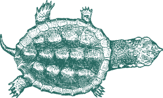 greenturtle-old-style-drawing-turtles-971864