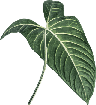 grentropical-leaf-design-element-plans-and-trees-143564