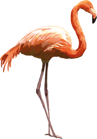 hamingocolorful-exotic-fauna-illustration-with-different-beautiful-tropical-birds-white-163656
