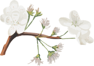 handdrawn-flower-vector-set-vintage-botanical-illustration-277895