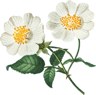 handdrawn-flower-vector-set-vintage-botanical-illustration-26706