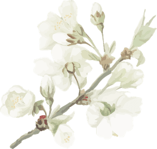 handdrawn-flower-vector-set-vintage-botanical-illustration-245015