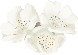 handdrawn-flower-vector-set-vintage-botanical-illustration-566190