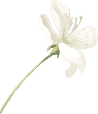 handdrawn-flower-vector-set-vintage-botanical-illustration-218827