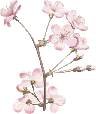 handdrawn-flower-vector-set-vintage-botanical-illustration-460760
