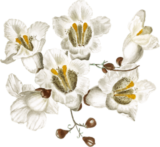 handdrawn-flower-vector-set-vintage-botanical-illustration-488991