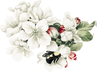 handdrawn-flower-vector-set-vintage-botanical-illustration-462680