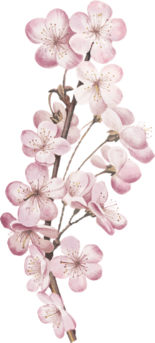 handdrawn-flower-vector-set-vintage-botanical-illustration-544514