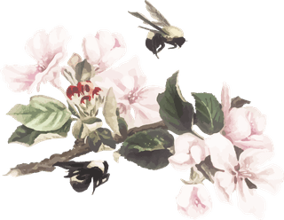handdrawn-flower-vector-set-vintage-botanical-illustration-554540