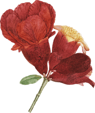 handdrawn-flower-vector-set-vintage-botanical-illustration-480675