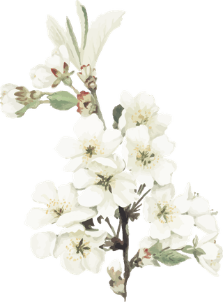handdrawn-flower-vector-set-vintage-botanical-illustration-587497