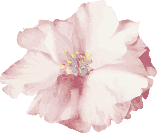 handdrawn-flower-vector-set-vintage-botanical-illustration-542560