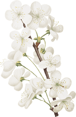 handdrawn-flower-vector-set-vintage-botanical-illustration-839074