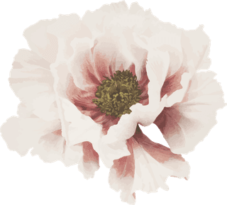 handdrawn-flower-vector-set-vintage-botanical-illustration-926357