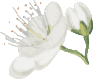 handdrawn-flower-vector-set-vintage-botanical-illustration-951970