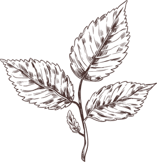 handdrawn-medical-herbs-collection-53144