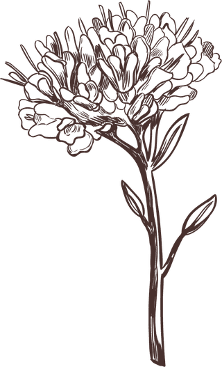 handdrawn-medical-herbs-collection-730652