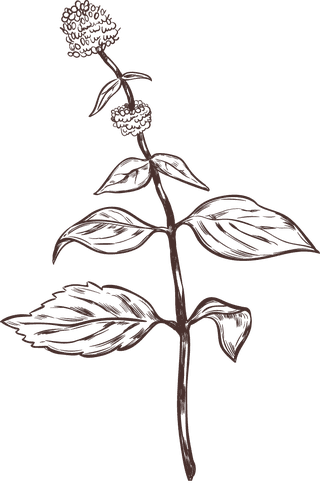 handdrawn-medical-herbs-collection-677907