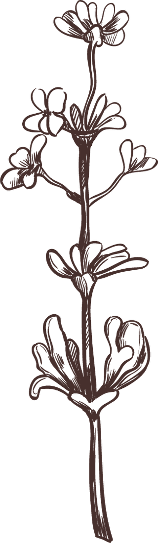 handdrawn-medical-herbs-collection-807675