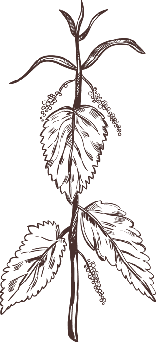 handdrawn-medical-herbs-collection-368712