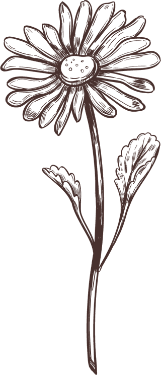 handdrawn-medical-herbs-collection-142006