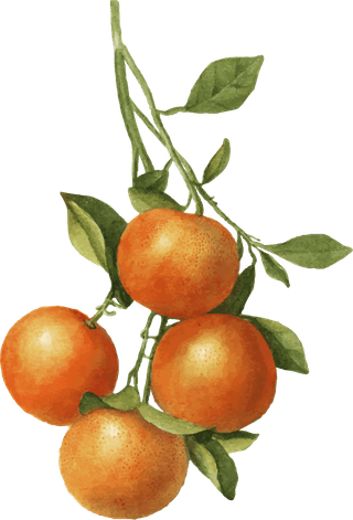 handdrawn-natural-fresh-orange-960603