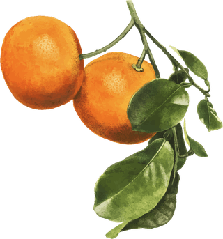 handdrawn-natural-fresh-oranges-91434