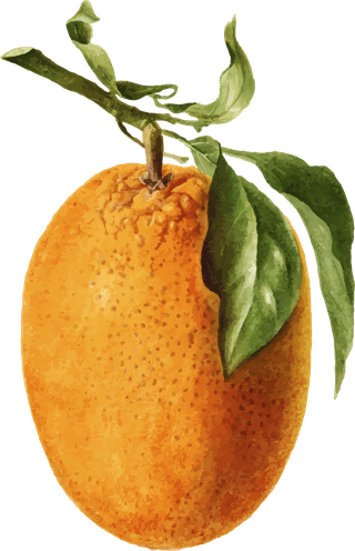 handdrawn-natural-fresh-oranges-939857