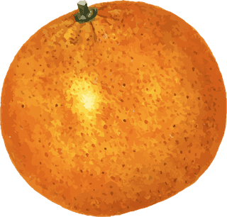 handdrawn-natural-fresh-oranges-252798