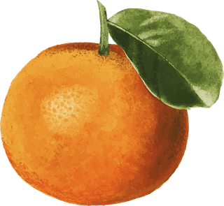 handdrawn-natural-fresh-oranges-439196