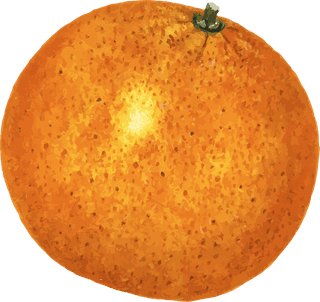 handdrawn-natural-fresh-oranges-158133