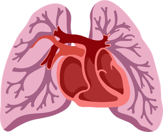 heartand-lung-medical-design-elements-viscera-blood-medical-tools-sketch-780517