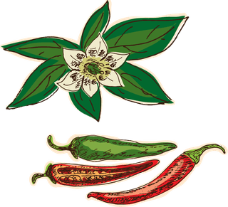 herbcolorful-sketch-healthy-spices-collection-627915