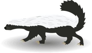 honeybadger-honey-badger-illustration-set-with-various-pose-143053