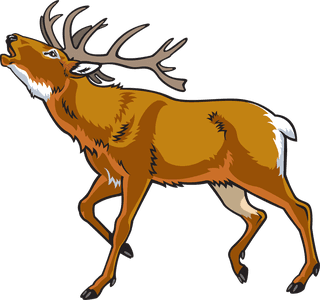 horndeer-different-type-of-wildlife-animals-on-white-background-illustration-457670