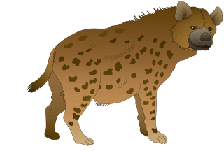 hyenasanimal-models-and-silhouette-vector-165080