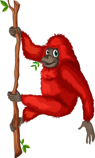 illustrationof-many-orangutans-hanging-on-a-vine-835782