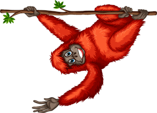 illustrationof-many-orangutans-hanging-on-a-vine-874689