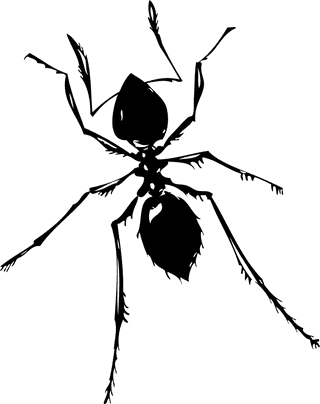insectblack-insect-set-351434