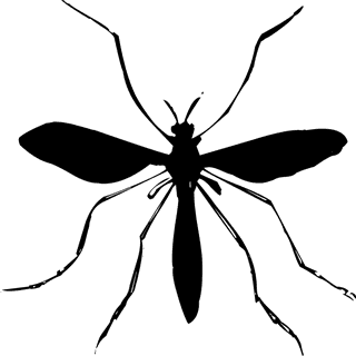 insectblack-insect-set-985019