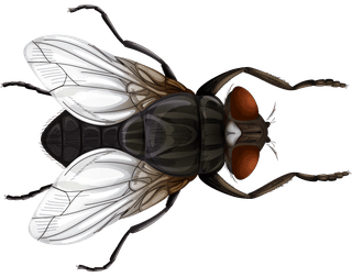 colorfulcartoon-style-insect-101928