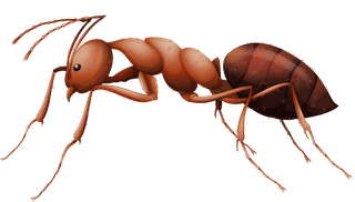 colorfulcartoon-style-insect-88273